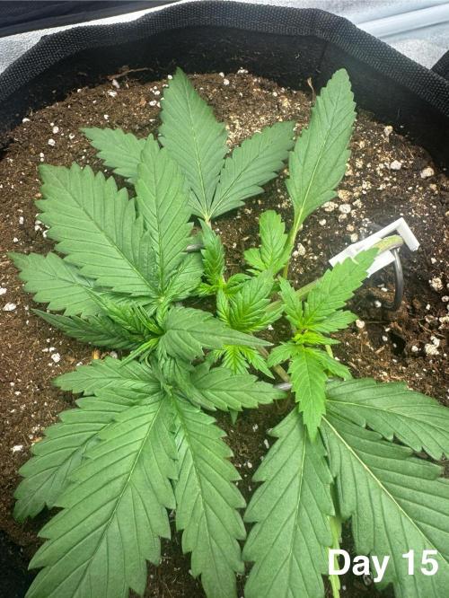 Lemon Cherry Cookies. Week 3