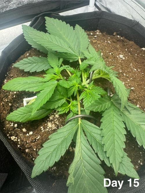 Banana Purple Punch. Week 3