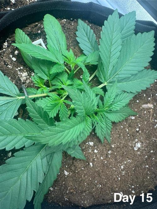 Banana Purple Punch. Week 3
