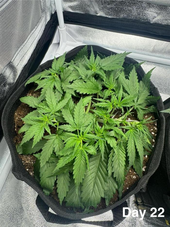 Lemon Cherry Cookies. Week 4