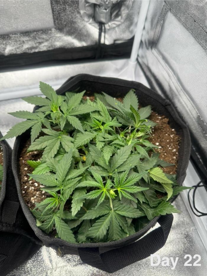 Banana Purple Punch. Week 4