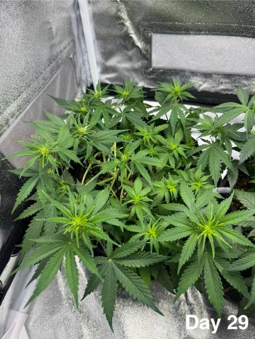 Lemon Cherry Cookies. Week 5