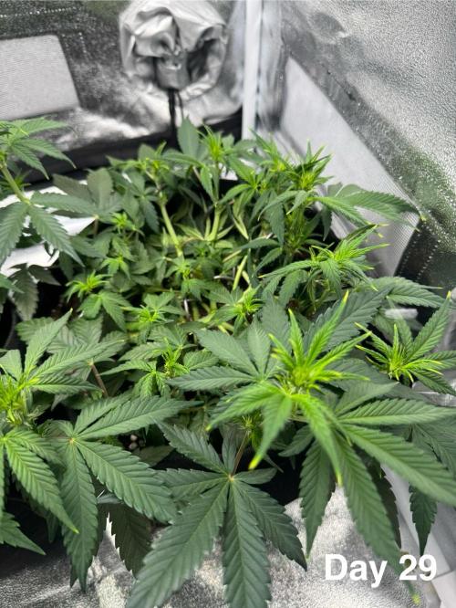 Banana Purple Punch. Week 5
