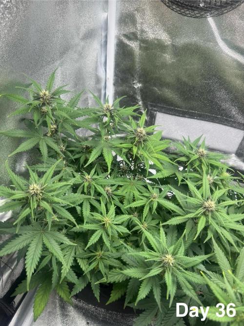 Lemon Cherry Cookies. Week 6