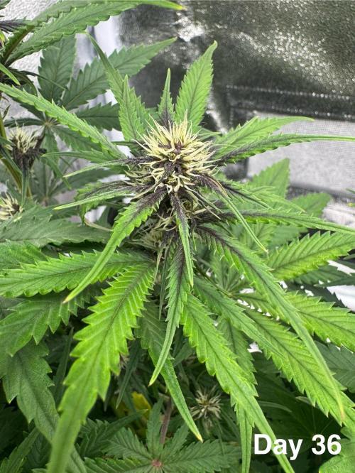 Lemon Cherry Cookies. Week 6