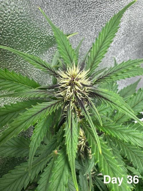 Lemon Cherry Cookies. Week 6