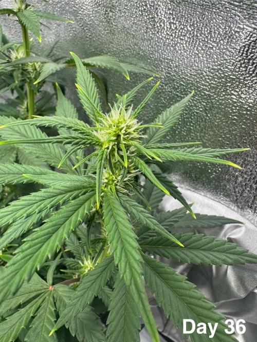 Banana Purple Punch. Week 6