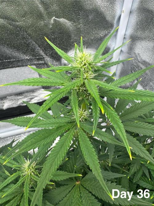 Banana Purple Punch. Week 6