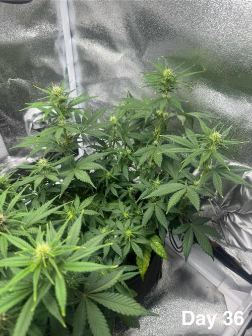 Banana Purple Punch. Week 6