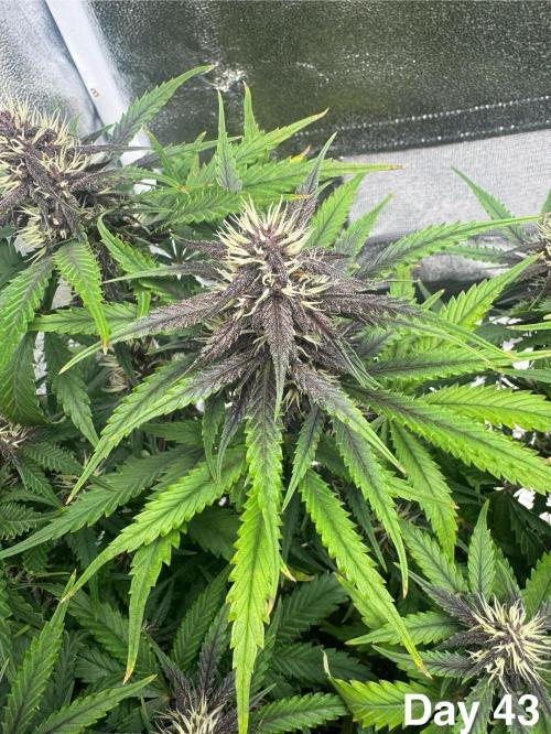 Lemon Cherry Cookies. Week 7