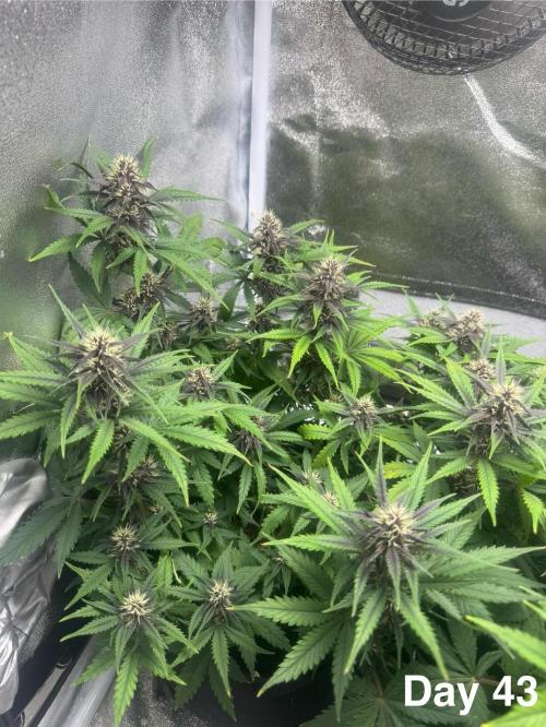 Lemon Cherry Cookies. Week 7