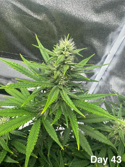 Banana Purple Punch. Week 7