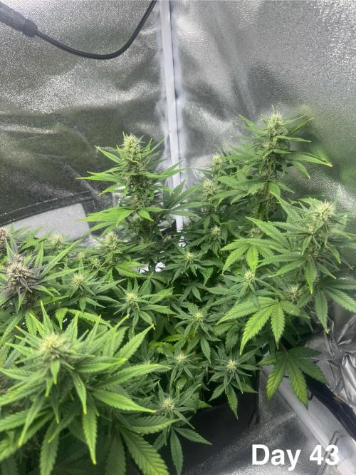 Banana Purple Punch. Week 7