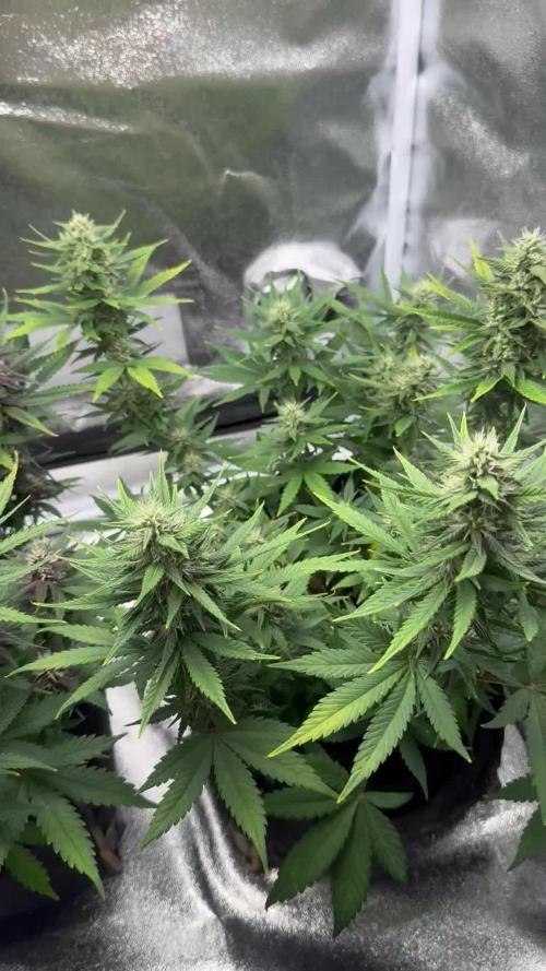 Banana Purple Punch