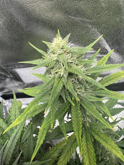 Banana Purple Punch. Week 8