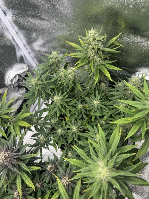 Banana Purple Punch. Week 8