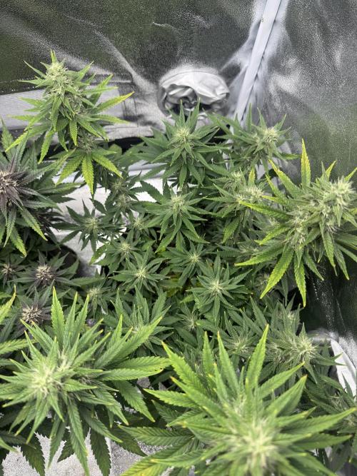 Banana Purple Punch. Week 8