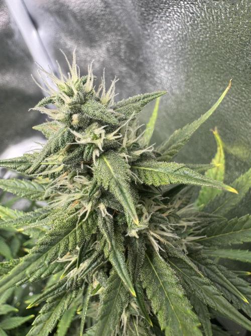 Banana Purple Punch. Week 8