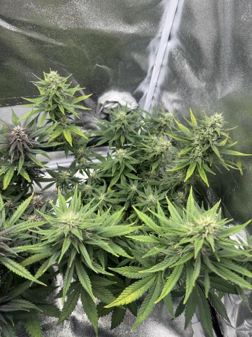 Banana Purple Punch. Week 8