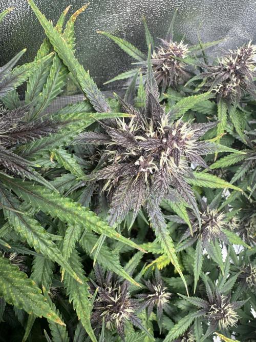 Lemon Cherry Cookies. Week 8