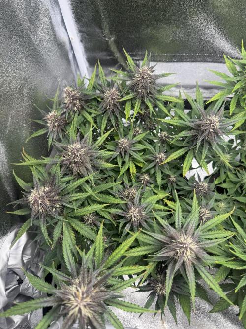 Lemon Cherry Cookies. Week 8