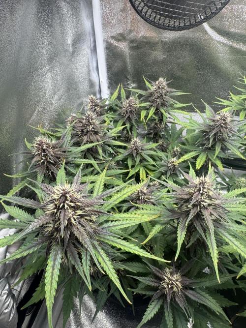 Lemon Cherry Cookies. Week 8