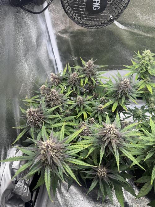 Lemon Cherry Cookies. Week 8