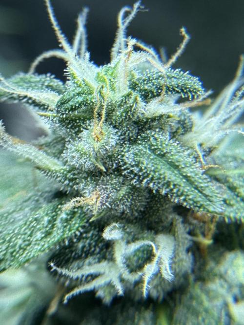 Banana Purple Punch. Week 8