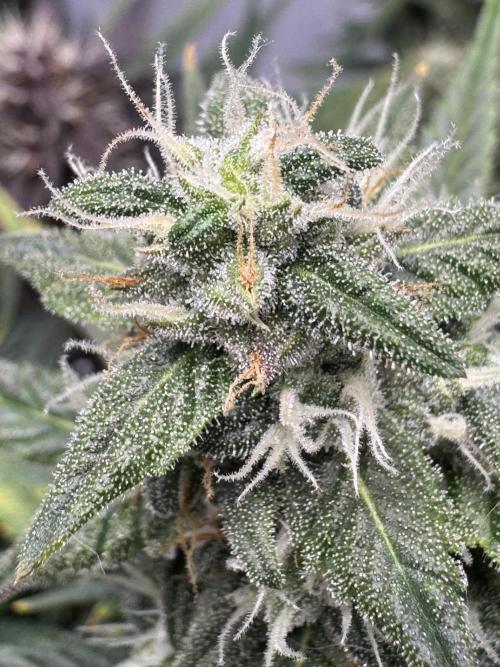 Banana Purple Punch. Week 8