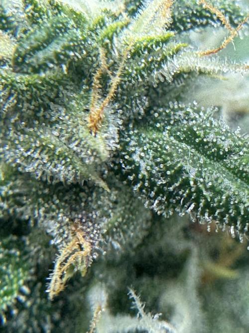 Banana Purple Punch. Week 8