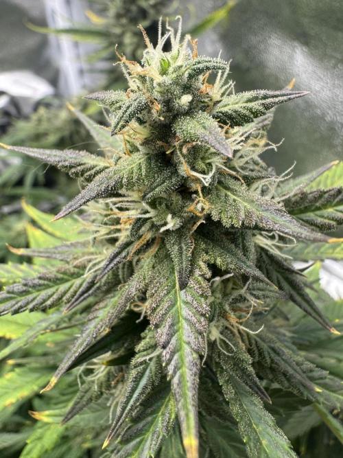 Banana Purple Punch. Week 9