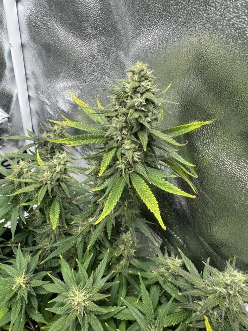 Banana Purple Punch. Week 9