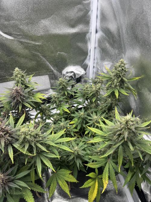 Banana Purple Punch. Week 9