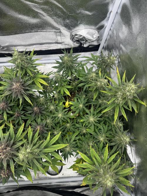 Banana Purple Punch. Week 9