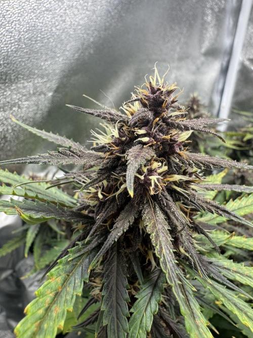 Lemon Cherry Cookies. Week 9