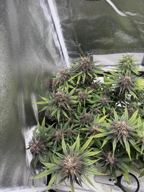 Lemon Cherry Cookies. Week 9