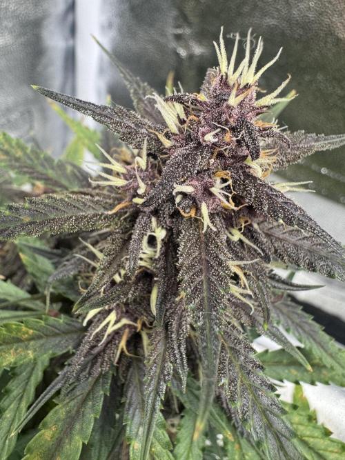 Lemon Cherry Cookies. Week 9