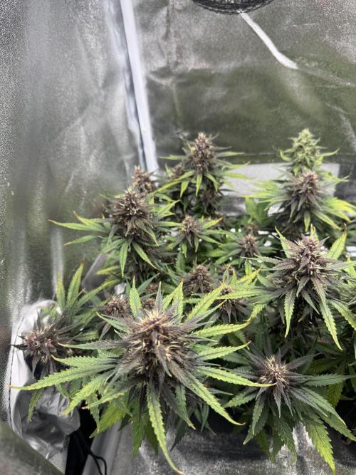 Lemon Cherry Cookies. Week 9