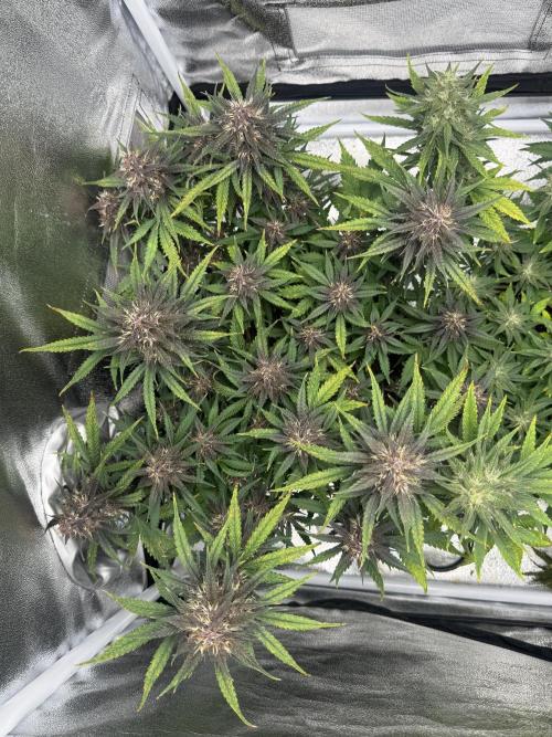 Lemon Cherry Cookies. Week 9