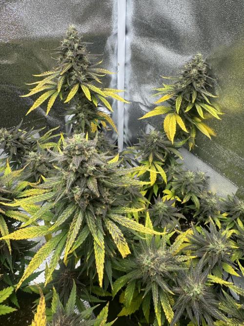 Banana Purple Punch. Week 9