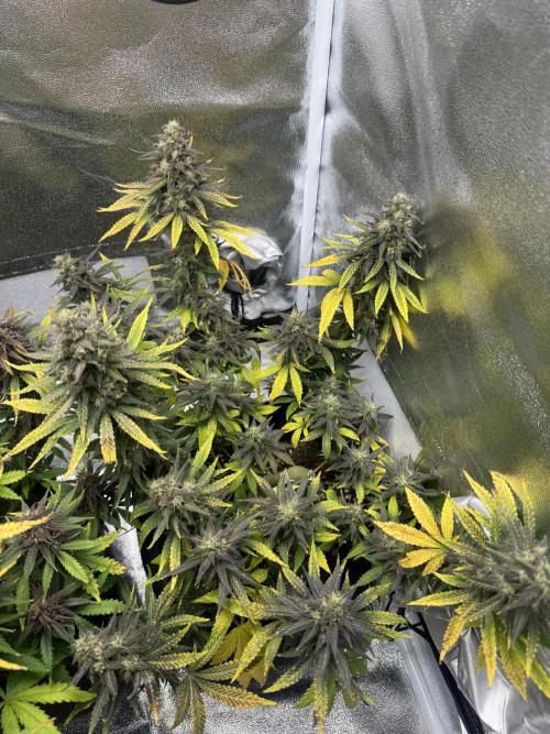 Banana Purple Punch. Week 9