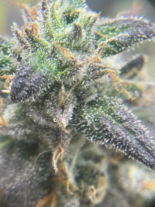 Banana Purple Punch. Week 9