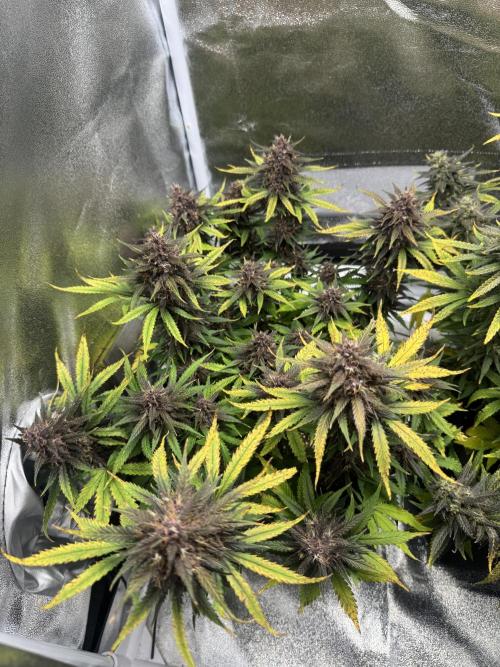Lemon Cherry Cookies. Week 9