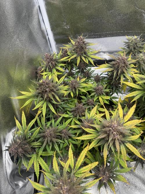 Lemon Cherry Cookies. Week 9
