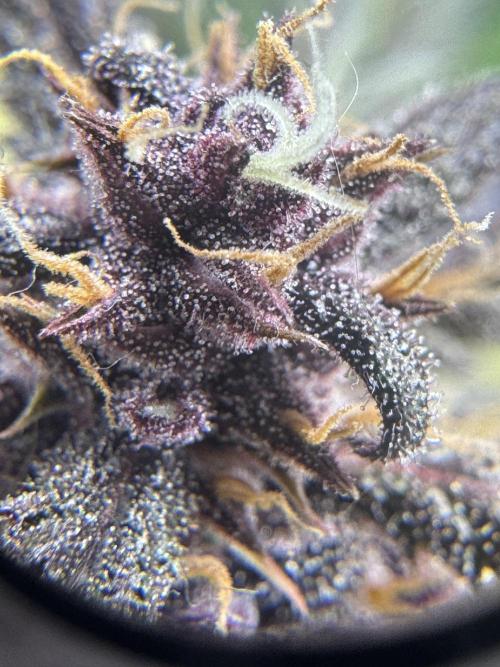 Lemon Cherry Cookies. Week 9