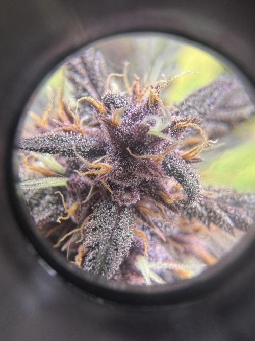 Lemon Cherry Cookies. Week 9