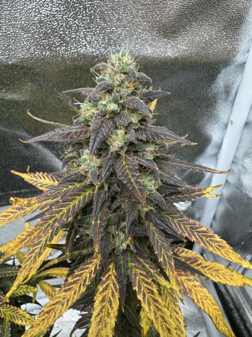 Banana Purple Punch. Week 10