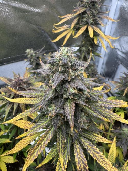 Banana Purple Punch. Week 10