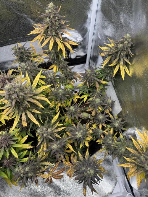 Banana Purple Punch Auto. Week 10