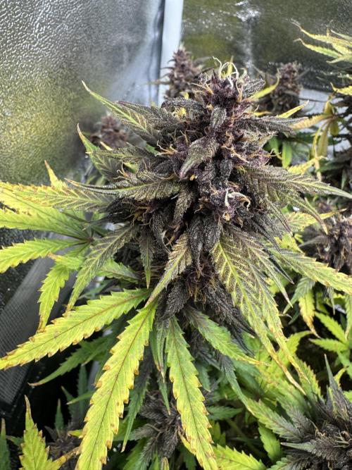 Lemon Cherry Cookies. Week 10